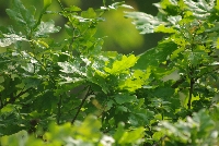 image1034.jpg