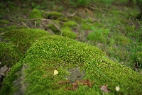image1035.jpg